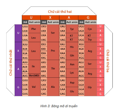 Bản Chất Của Mã Di Truyền Là Gì?