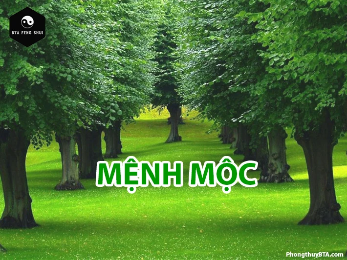 Mệnh Mộc là gì? Người mệnh Mộc hợp màu gì? Sinh năm nào?