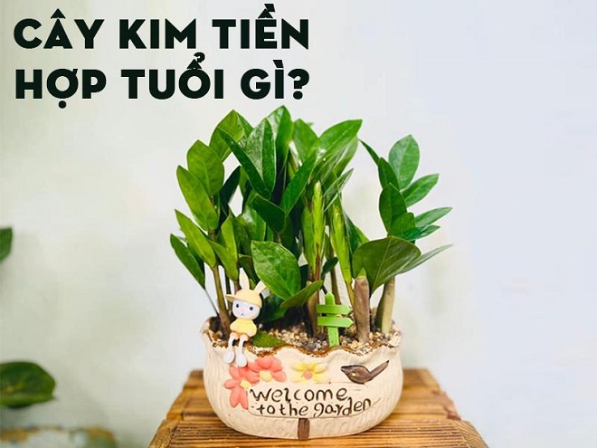 Cây Kim Tiền trong phong thủy: Hợp mệnh gì? Tuổi nào?