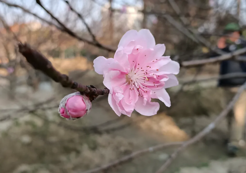 Ý nghĩa của hoa đào ngày Tết, cách trồng và chăm sóc hoa đào lâu tàn