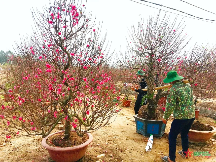 Ý nghĩa của hoa đào ngày Tết, cách trồng và chăm sóc hoa đào lâu tàn