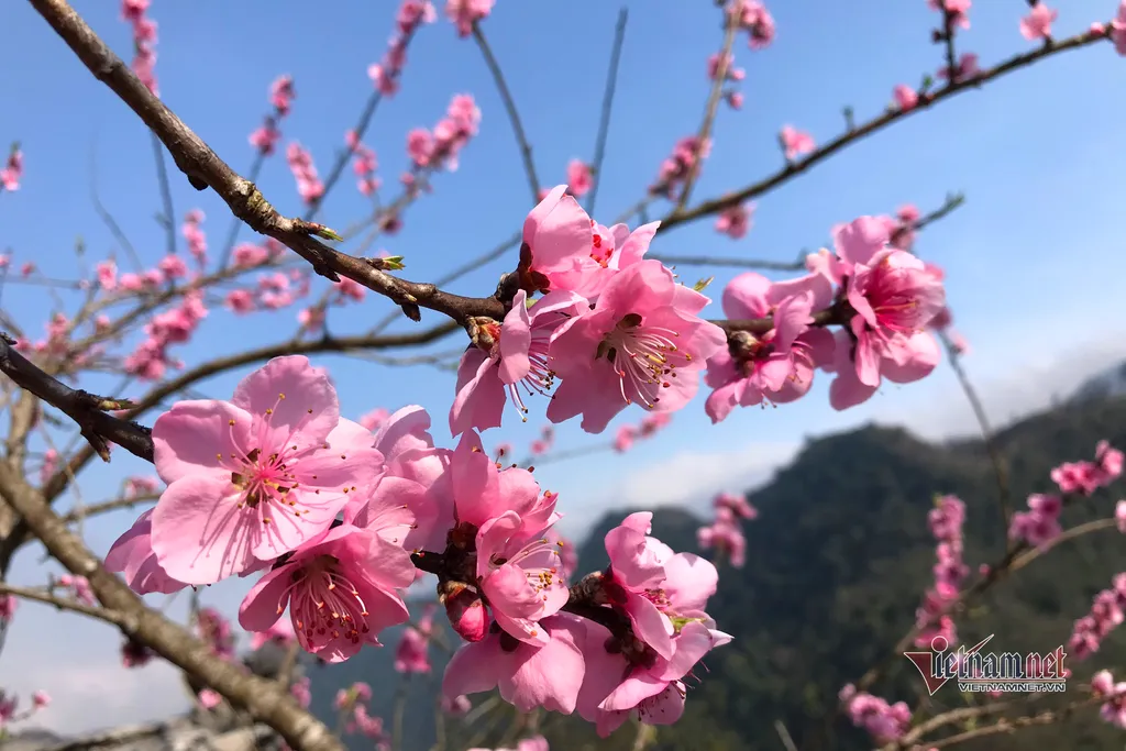 Ý nghĩa của hoa đào ngày Tết, cách trồng và chăm sóc hoa đào lâu tàn