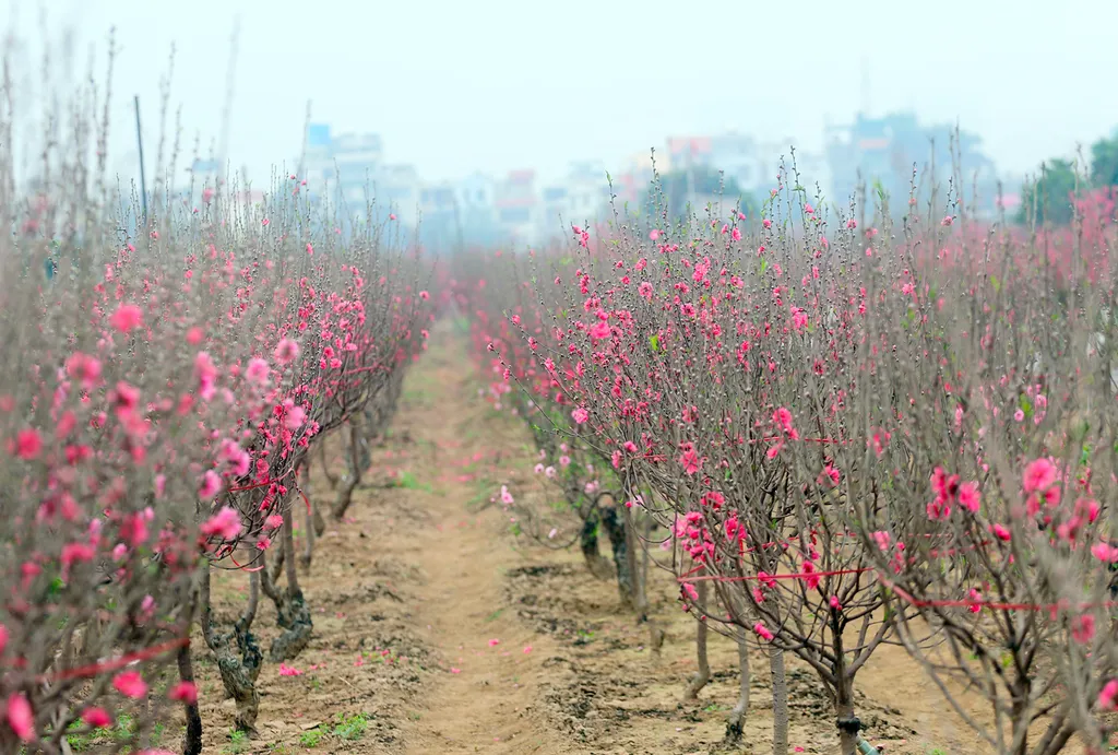 Ý nghĩa của hoa đào ngày Tết, cách trồng và chăm sóc hoa đào lâu tàn