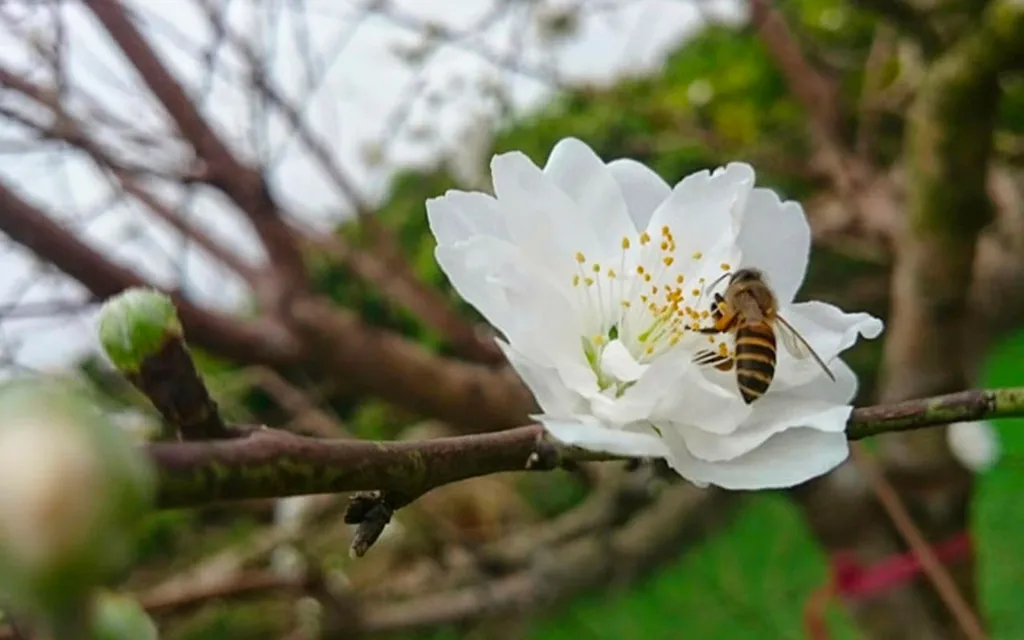 Ý nghĩa của hoa đào ngày Tết, cách trồng và chăm sóc hoa đào lâu tàn