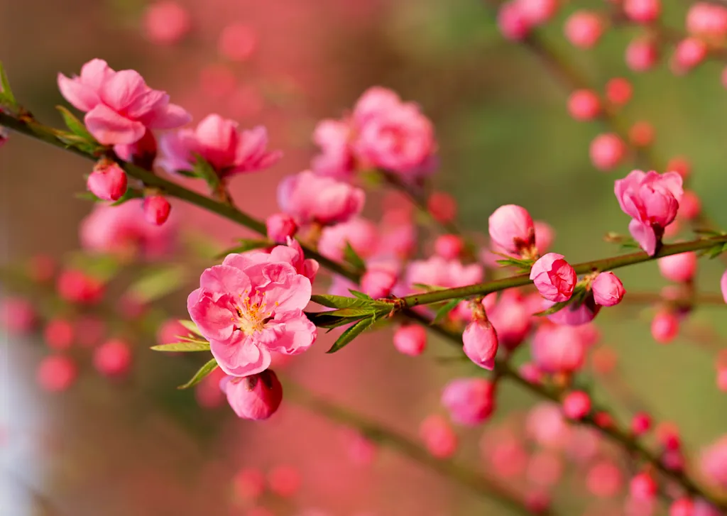 Ý nghĩa của hoa đào ngày Tết, cách trồng và chăm sóc hoa đào lâu tàn