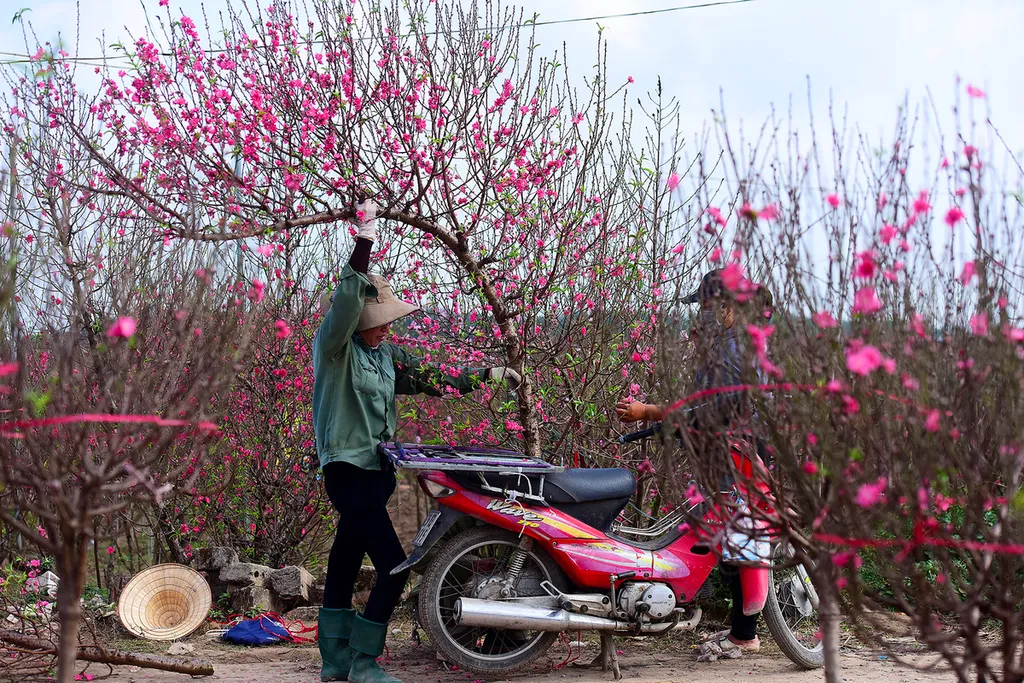 Ý nghĩa của hoa đào ngày Tết, cách trồng và chăm sóc hoa đào lâu tàn