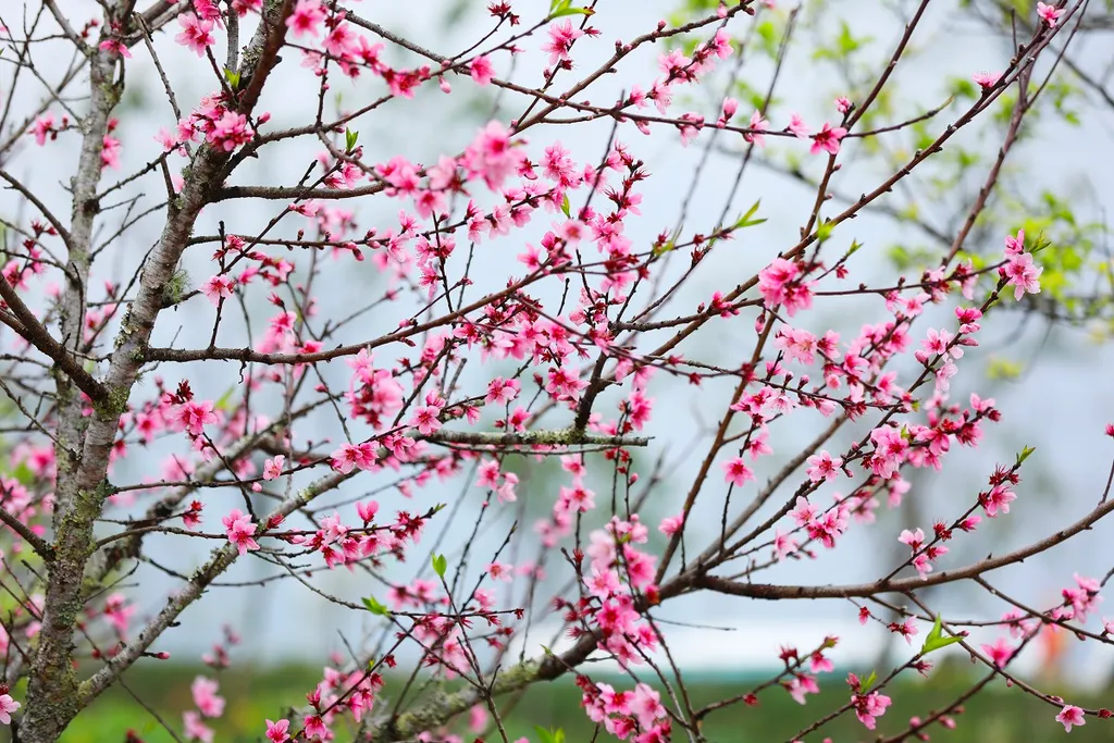 Ý nghĩa của hoa đào ngày Tết, cách trồng và chăm sóc hoa đào lâu tàn