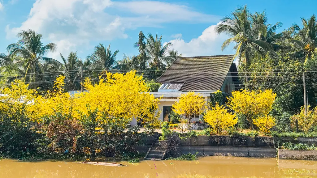 Ý nghĩa của hoa mai và cách chăm hoa nở đúng Tết