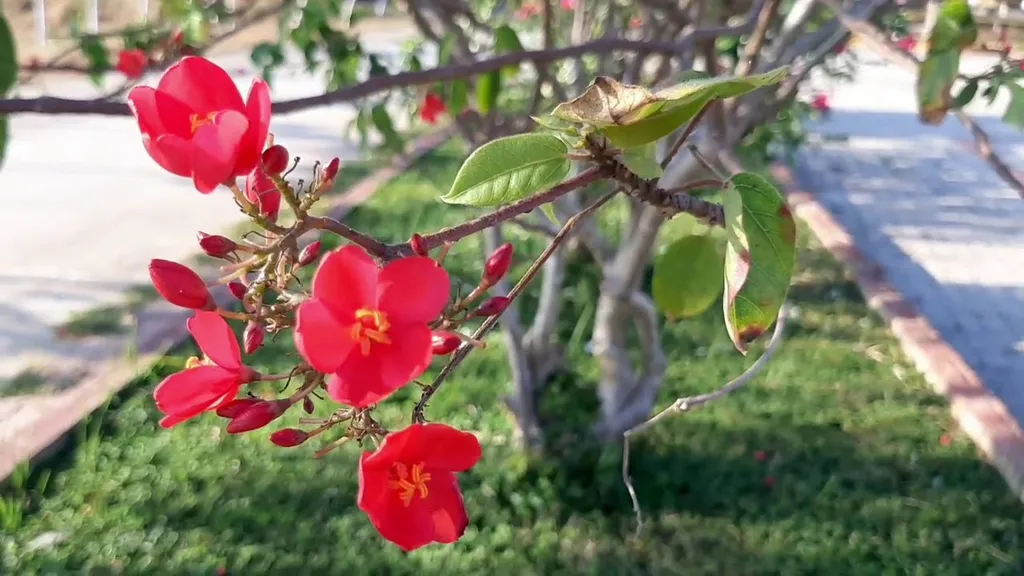 Ý nghĩa của hoa mai và cách chăm hoa nở đúng Tết