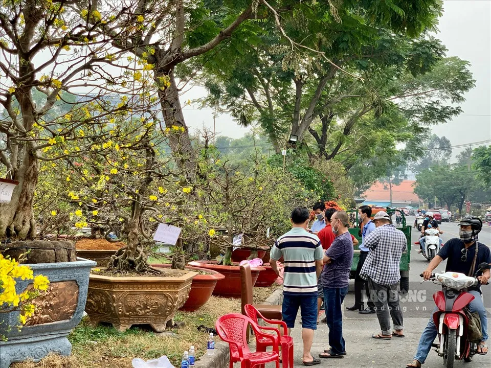 Ý nghĩa của hoa mai và cách chăm hoa nở đúng Tết