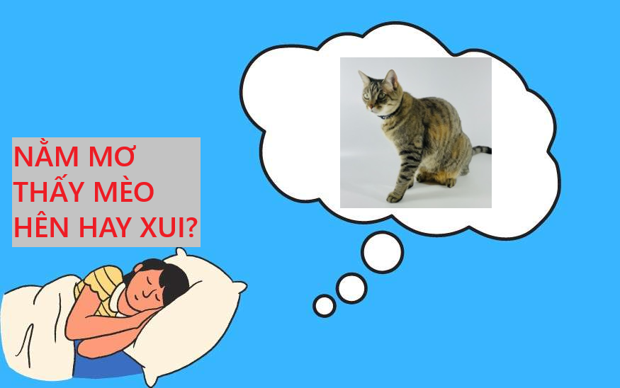 Nằm mơ thấy mèo hên hay xui? Tổng hợp những con số liên quan đến mèo