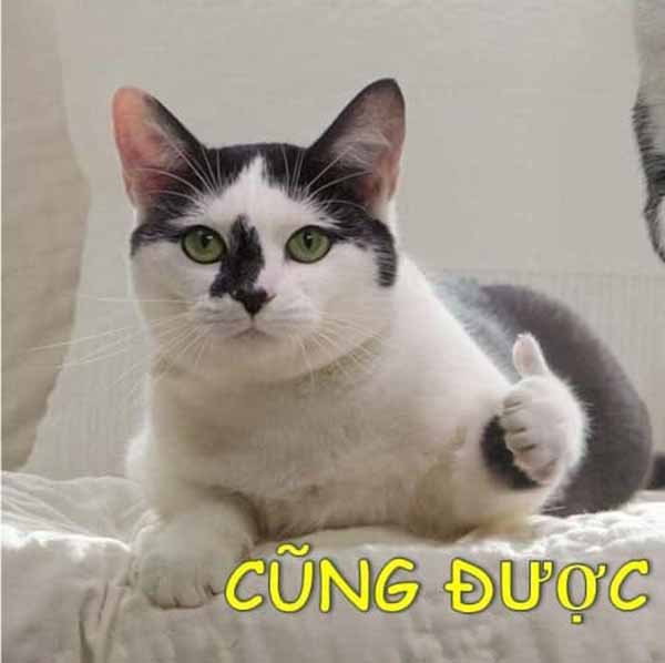 Bức ảnh chế meme mèo khóc, cute, bựa, cười đểu