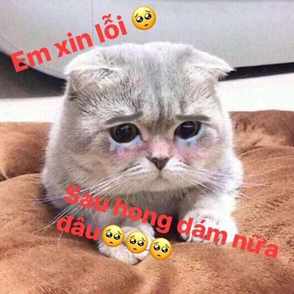 Bức ảnh chế meme mèo khóc, cute, bựa, cười đểu