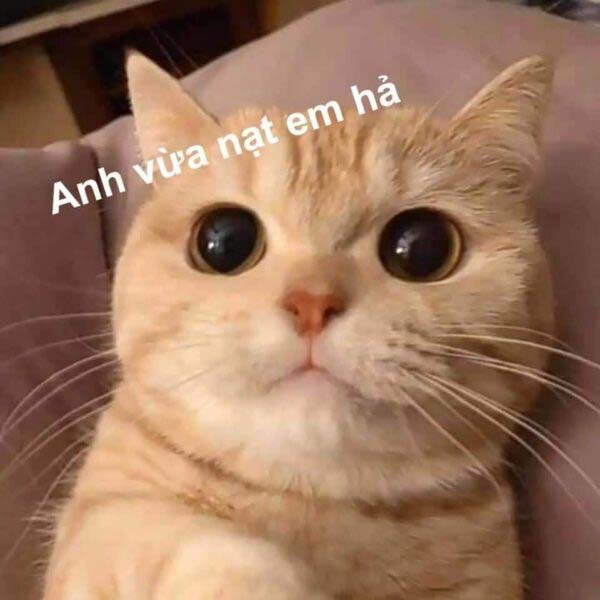 Bức ảnh chế meme mèo khóc, cute, bựa, cười đểu