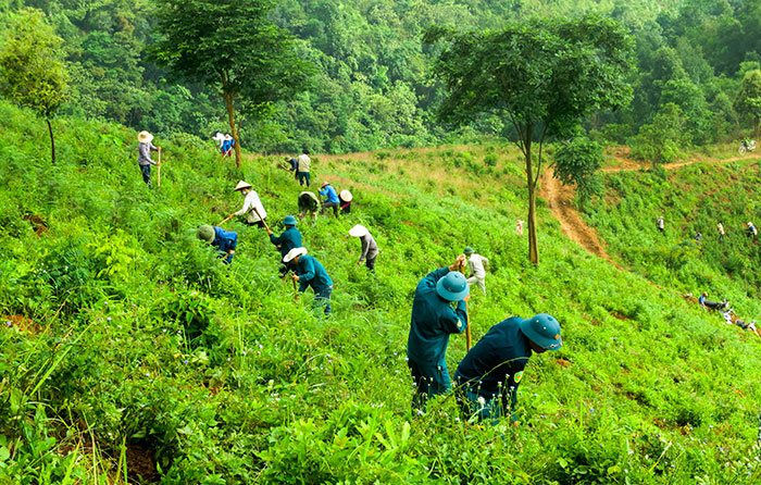 Vai trò và các biện pháp bảo vệ rừng phòng hộ.