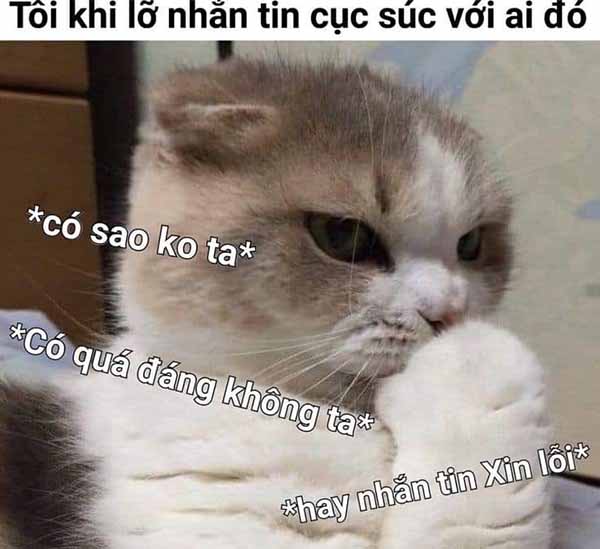 Bức ảnh chế meme mèo khóc, cute, bựa, cười đểu