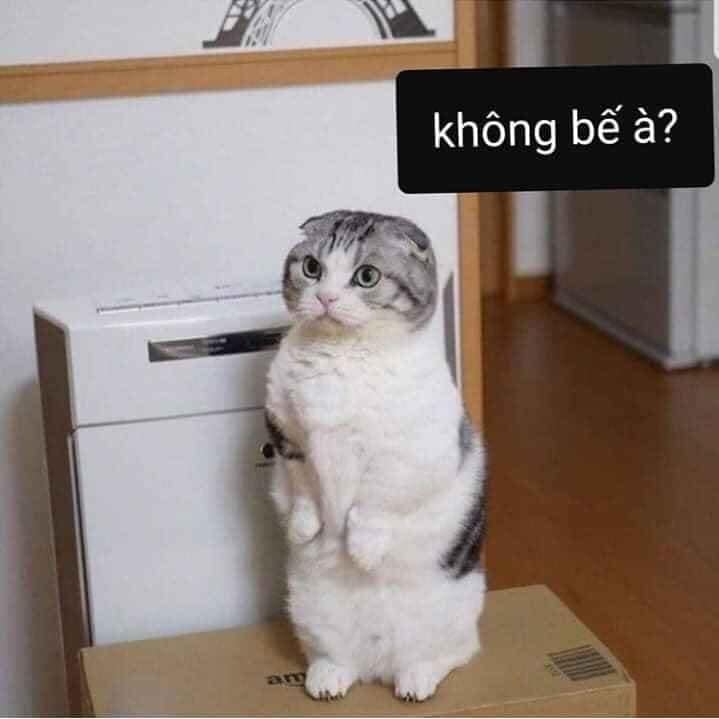 Bức ảnh chế meme mèo khóc, cute, bựa, cười đểu