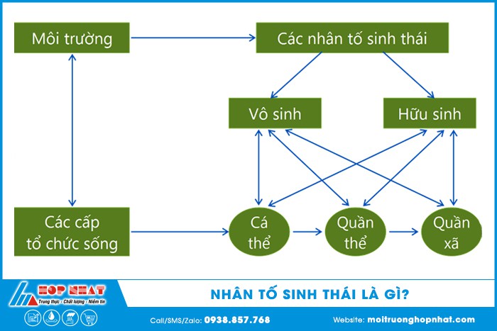 Nhân tố sinh thái là gì? Các loại nhân tố sinh thái