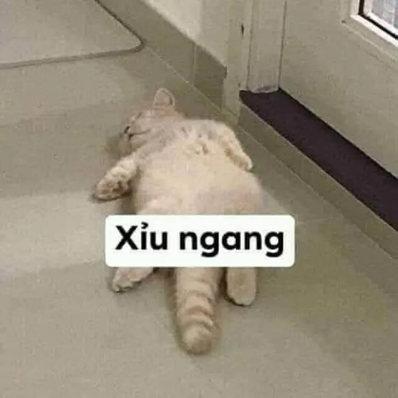 80+ meme mèo cười nhếch mép, cười nhe răng, cười đểu nham hiểm