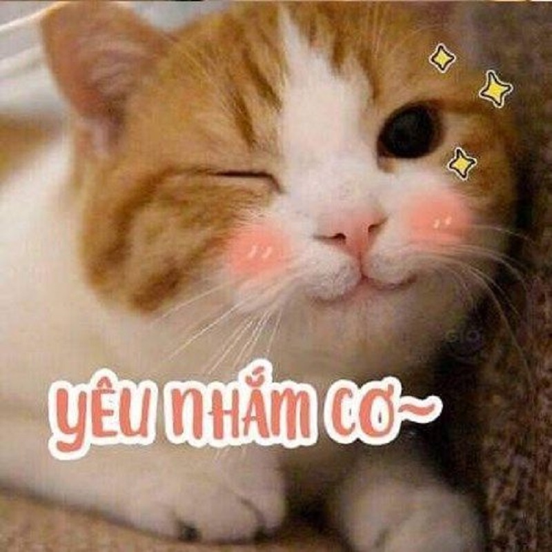 80+ meme mèo cười nhếch mép, cười nhe răng, cười đểu nham hiểm