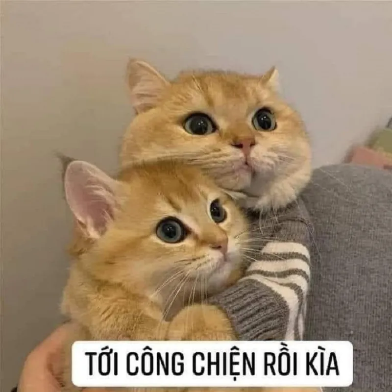 80+ meme mèo cười nhếch mép, cười nhe răng, cười đểu nham hiểm