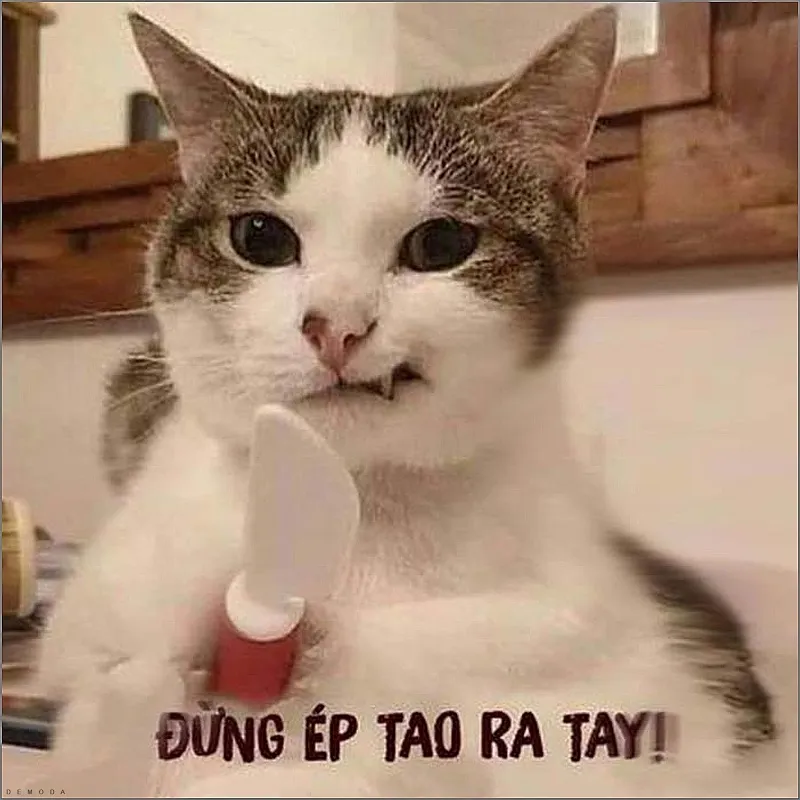 80+ meme mèo cười nhếch mép, cười nhe răng, cười đểu nham hiểm