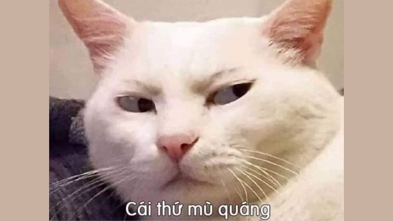 Bộ sưu tập ảnh meme dễ thương, hài hước, và vui nhộn