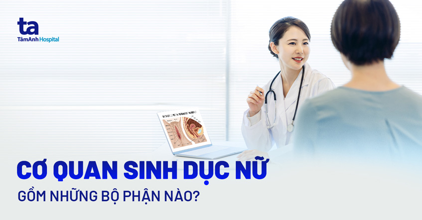 Cấu tạo cơ quan sinh dục nữ gồm bộ phận nào? Có chức năng gì?