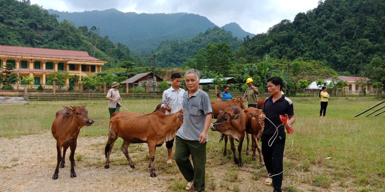 Những bức ảnh tuyệt vời về con bò