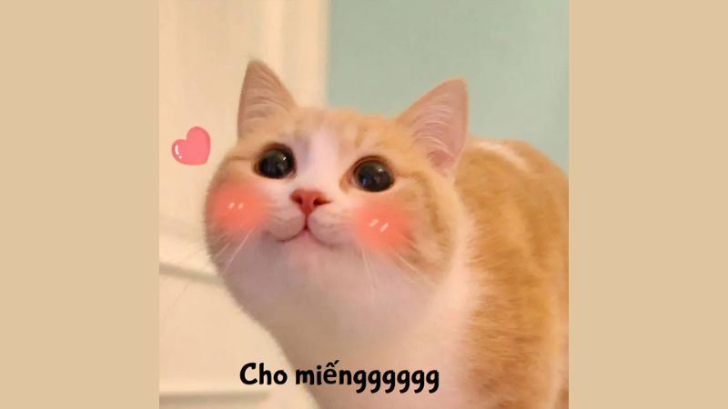 Lưu Ngay 1001+ Ảnh Meme Mèo Cute