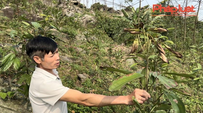 Bảo Thắng (Lào Cai): Lại xuất hiện tình trạng cây táp lá, chết bất thường tại xã Phú Nhuận