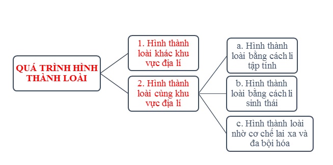 Sinh 12: Lý Thuyết Quá Trình Hình Thành Loài Mới Và Bài Tập