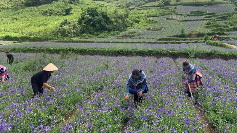 Năng suất lao động trong nông nghiệp: Phải có nông dân chuyên nghiệp