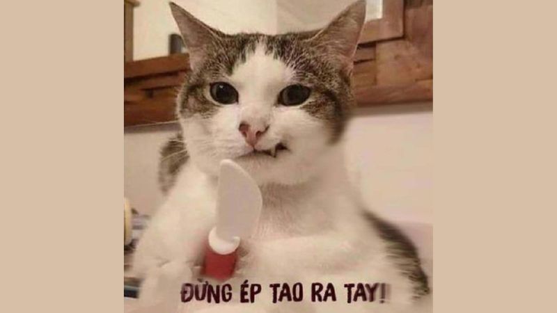 Bộ sưu tập ảnh meme dễ thương, hài hước, và vui nhộn