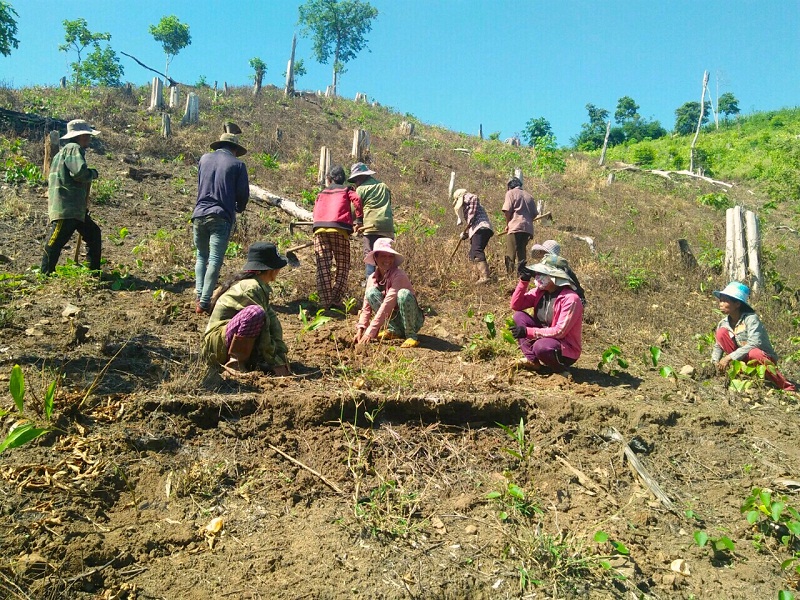 Đa dạng sinh học là gì? Nguyên nhân, biện pháp hạn chế suy giảm đa dạng sinh học 