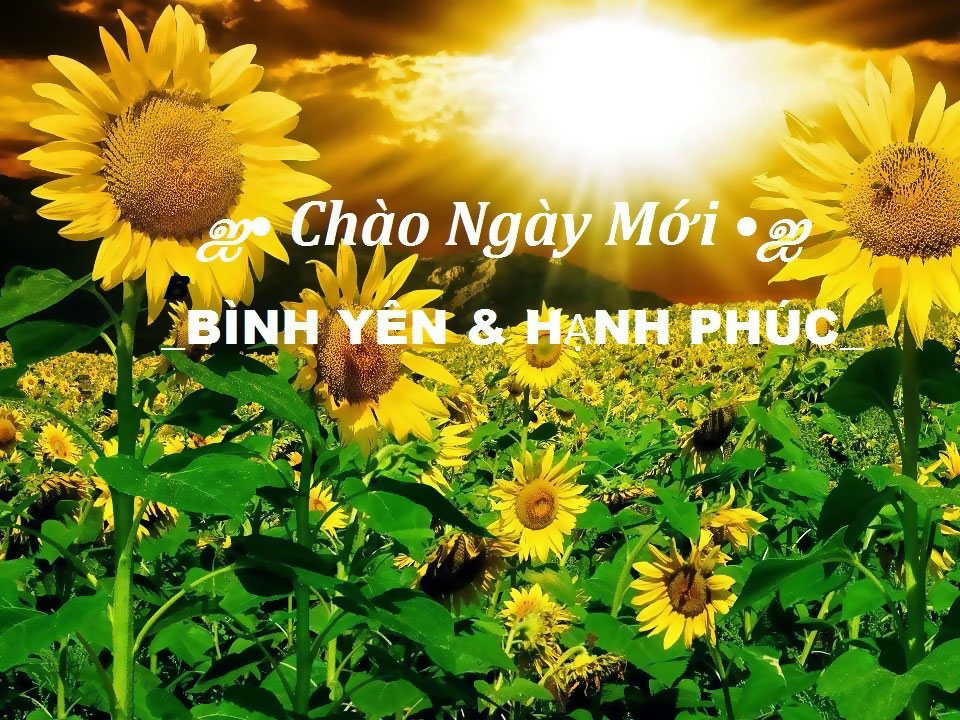 Hình ảnh đẹp của hoa chào buổi sáng mới