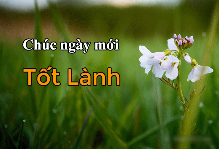 Ảnh chúc ngày mới tốt lành và đẹp mắt