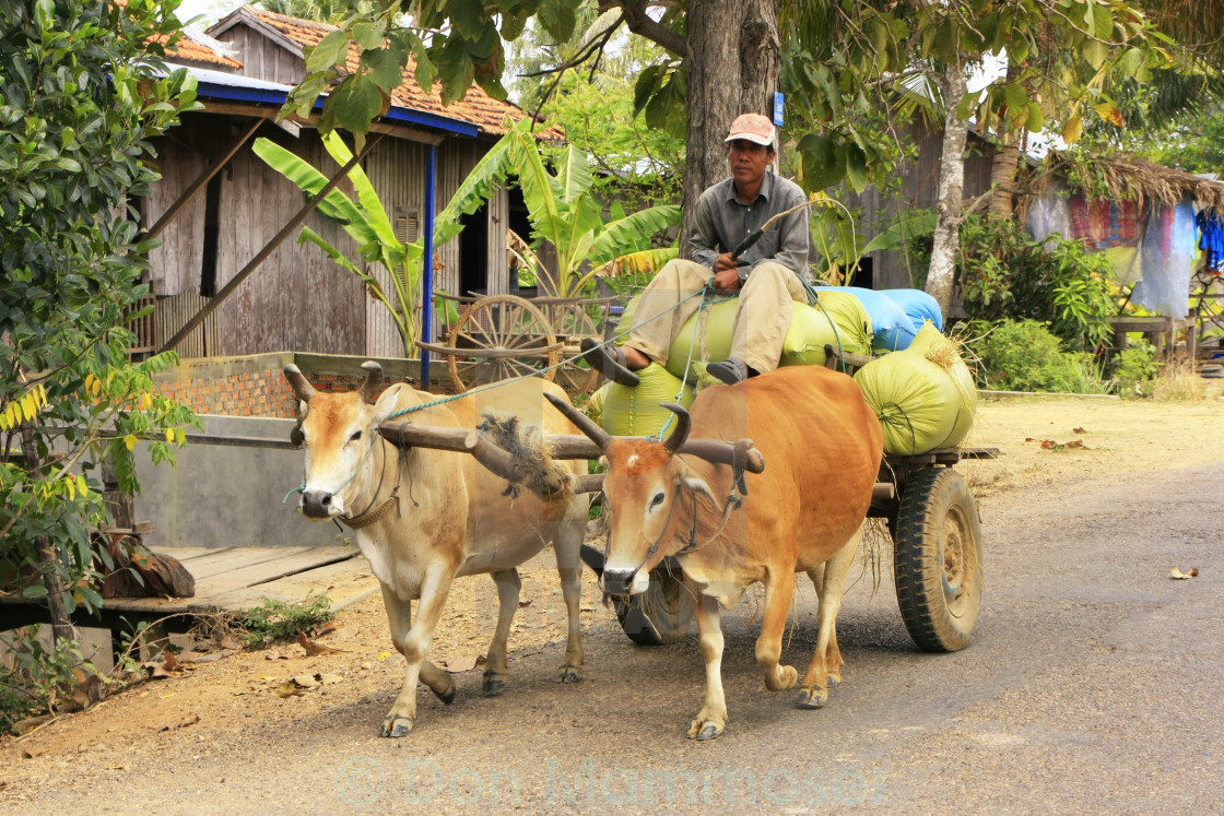 Những bức ảnh tuyệt vời về con bò