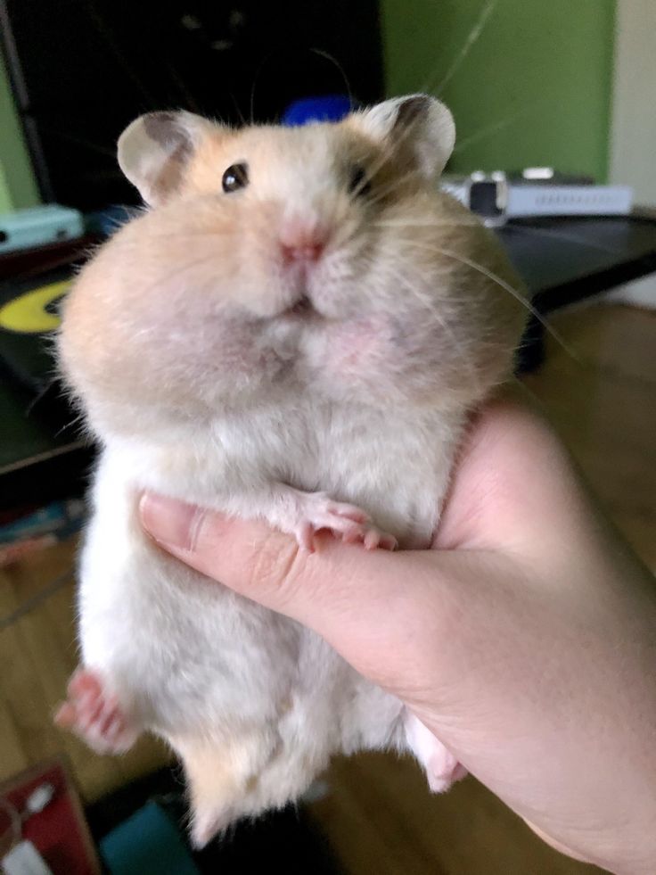 Tổng hợp meme chuột Hamster hài hước, cute, đáng yêu