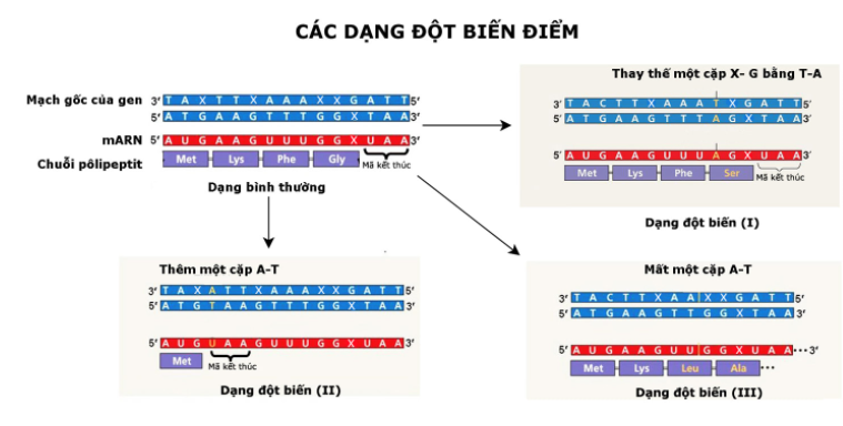 Đột Biến Gen Là Gì? Ý Nghĩa, Hậu Quả Và Các Dạng Đột Biến Gen