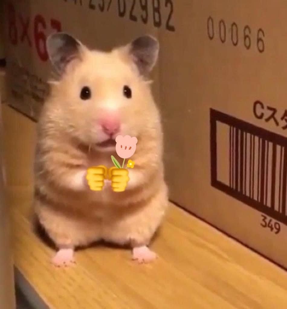 Tổng hợp meme chuột Hamster hài hước, cute, đáng yêu