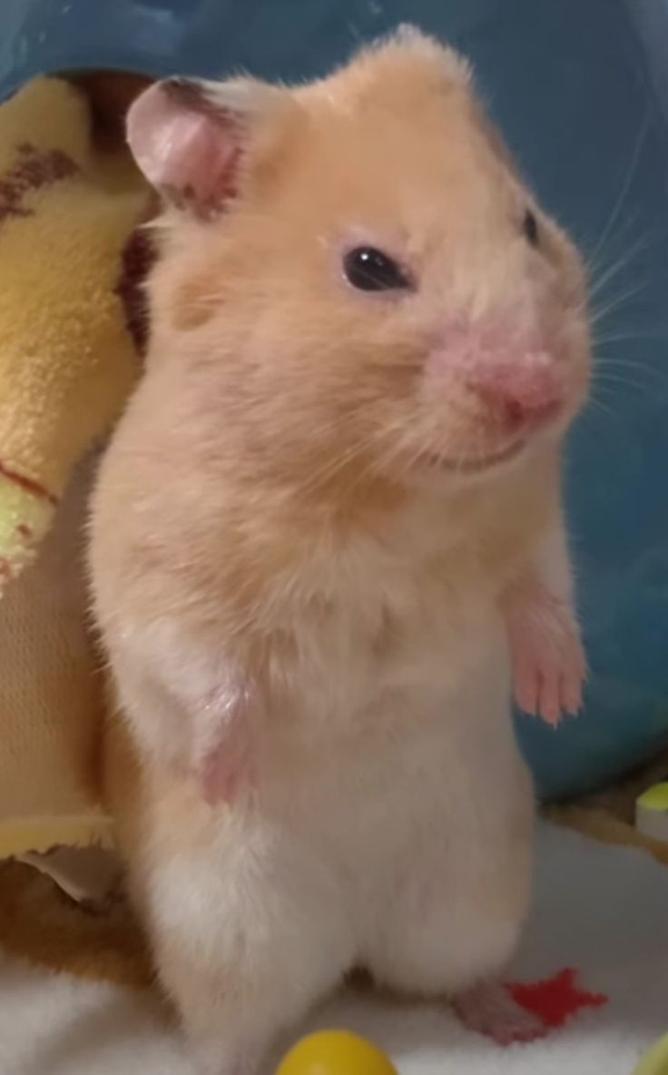 Tổng hợp meme chuột Hamster hài hước, cute, đáng yêu