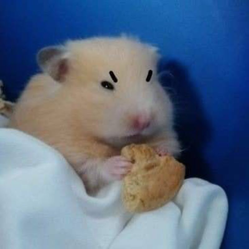 Tổng hợp meme chuột Hamster hài hước, cute, đáng yêu