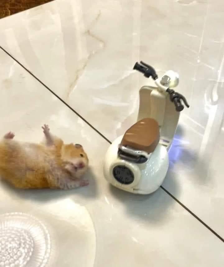 Tổng hợp meme chuột Hamster hài hước, cute, đáng yêu