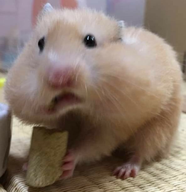 Tổng hợp meme chuột Hamster hài hước, cute, đáng yêu