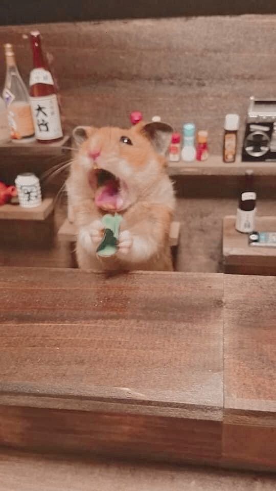 Tổng hợp meme chuột Hamster hài hước, cute, đáng yêu