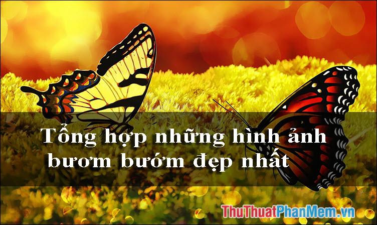 Mỹ Nhân Tự Nhiên – Ảnh Bướm Đẹp Tuyệt Vời Trên Tam Đảo