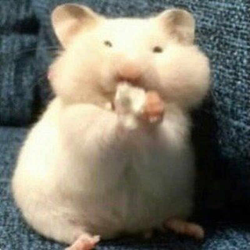 Tổng hợp meme chuột Hamster hài hước, cute, đáng yêu