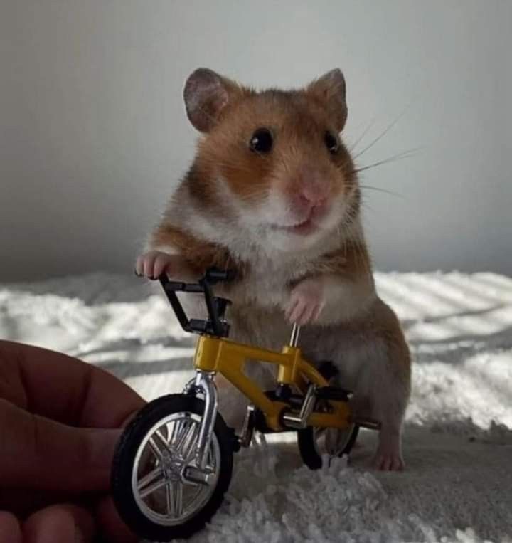 Tổng hợp meme chuột Hamster hài hước, cute, đáng yêu