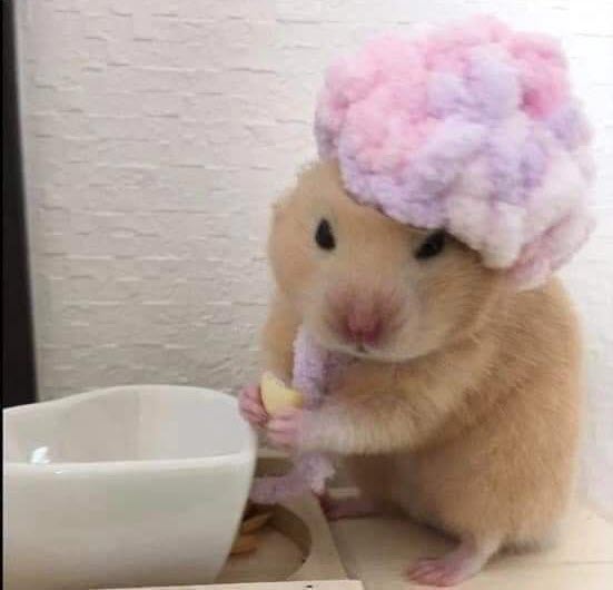 Tổng hợp meme chuột Hamster hài hước, cute, đáng yêu